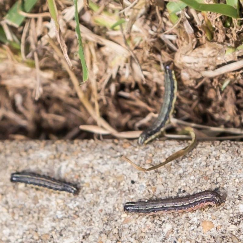 Minimizes Pest Hiding Spots