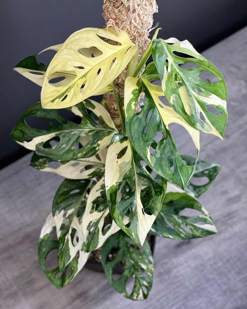 Monstera Adansonii Variegata