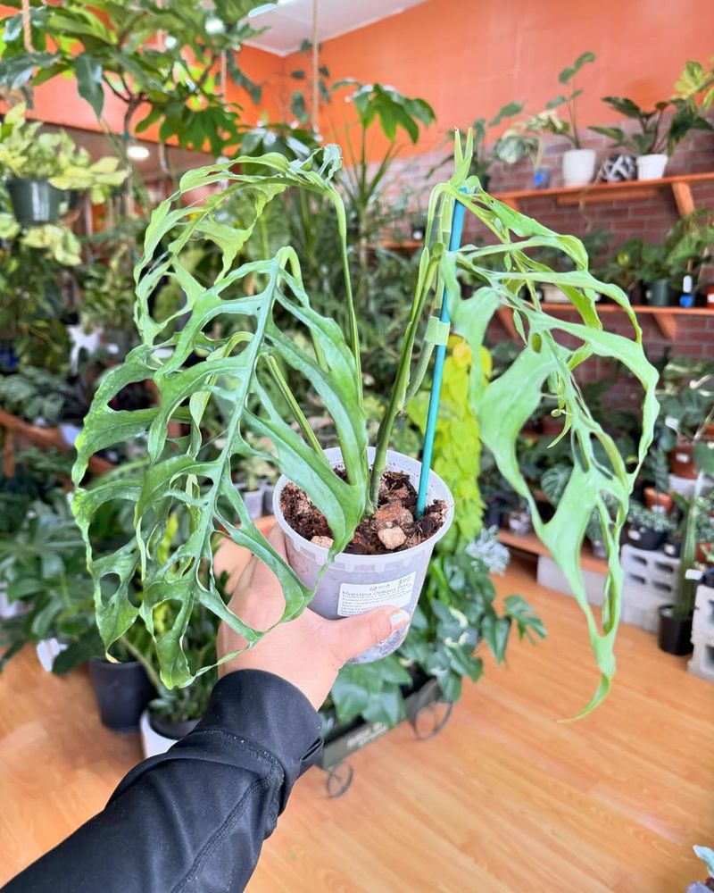 Monstera Obliqua Peru