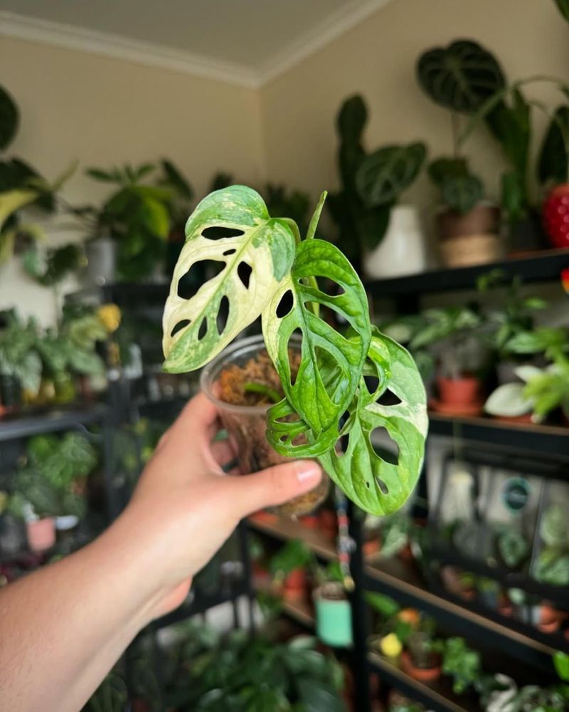 Monstera Adansonii Variegata