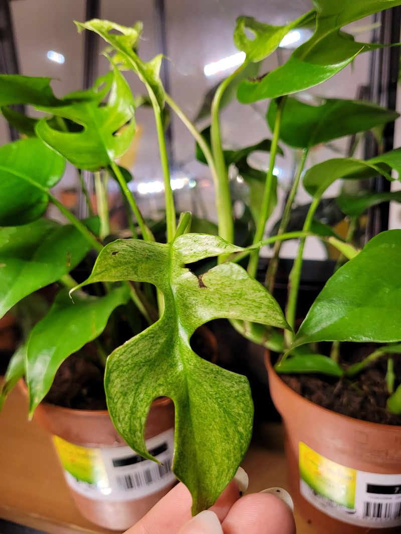 Rhaphidophora Tetrasperma Variegated