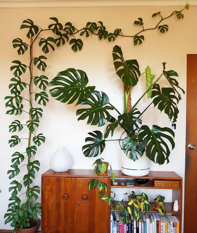 Rhaphidophora Tetrasperma