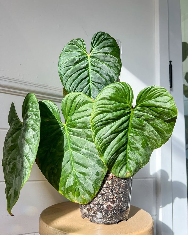Philodendron