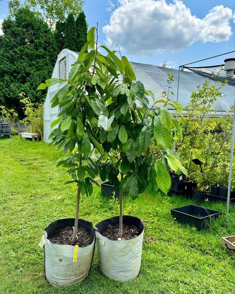 Pawpaw Trees