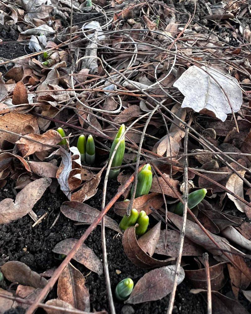 Urban Heat Island Effects