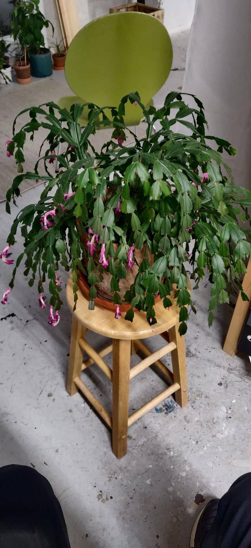 Watch For Signs Your Plant Is Thirsty Or Overwatered