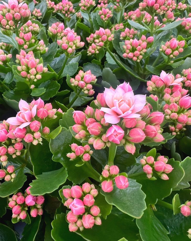 Kalanchoe