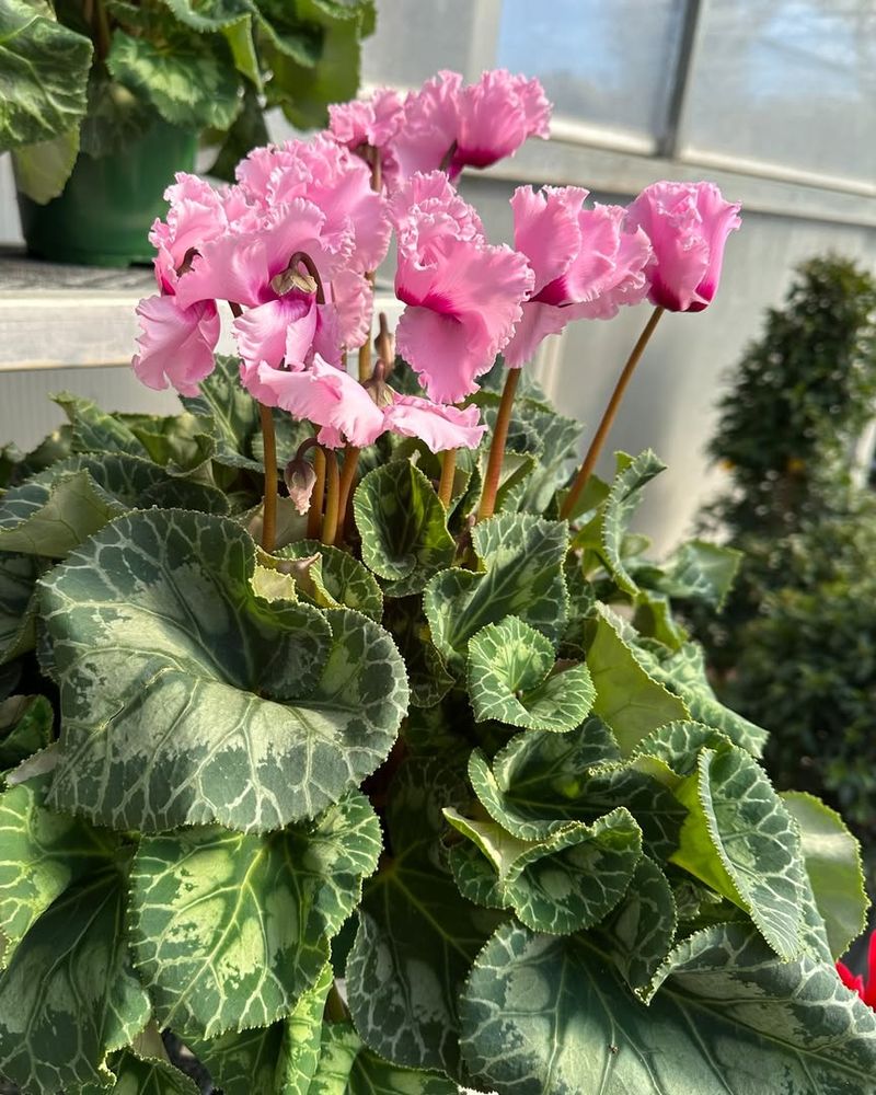 Cyclamen
