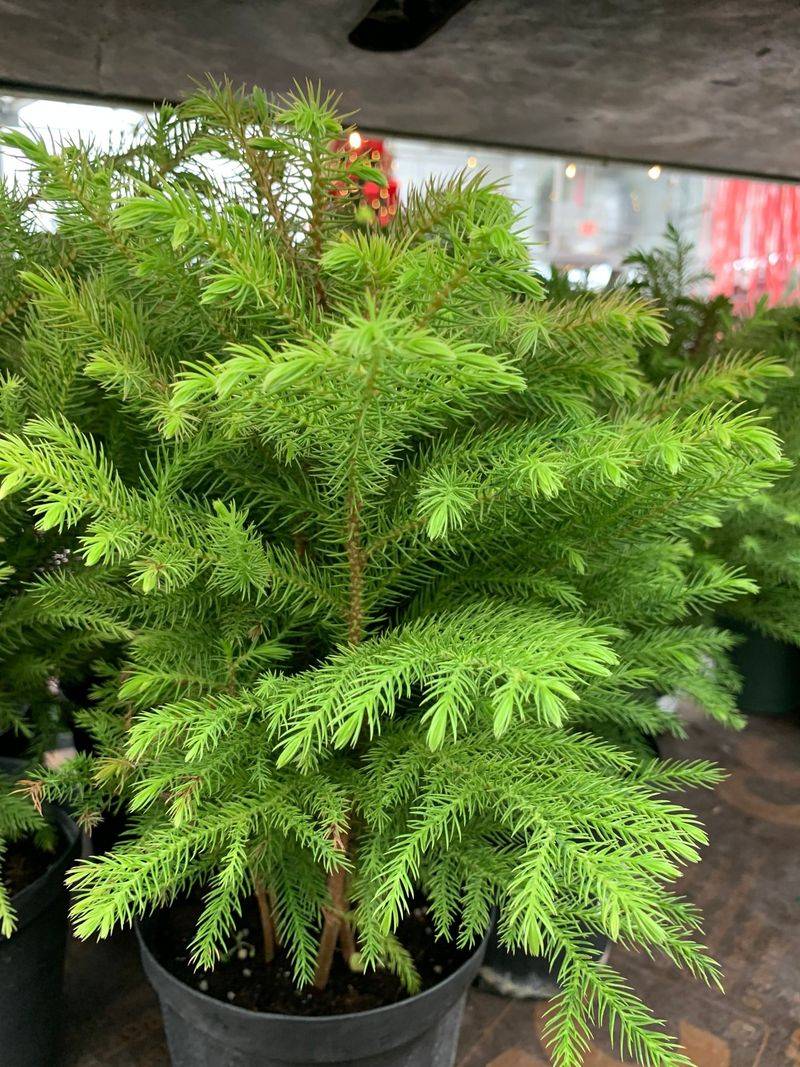 Norfolk Island Pine