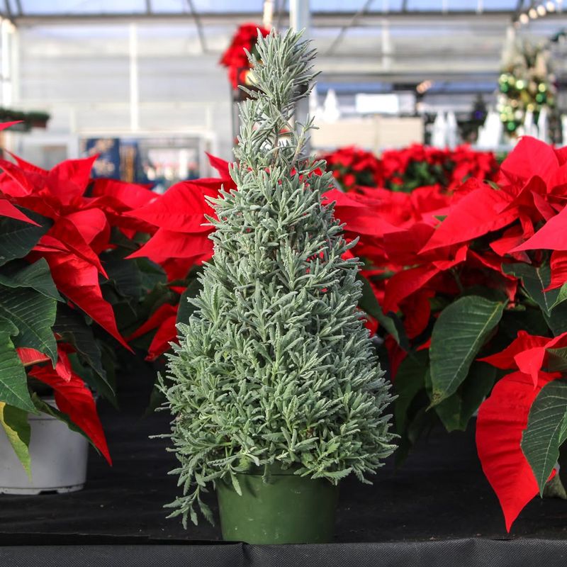 Rosemary Shaped Into Holiday Topiaries