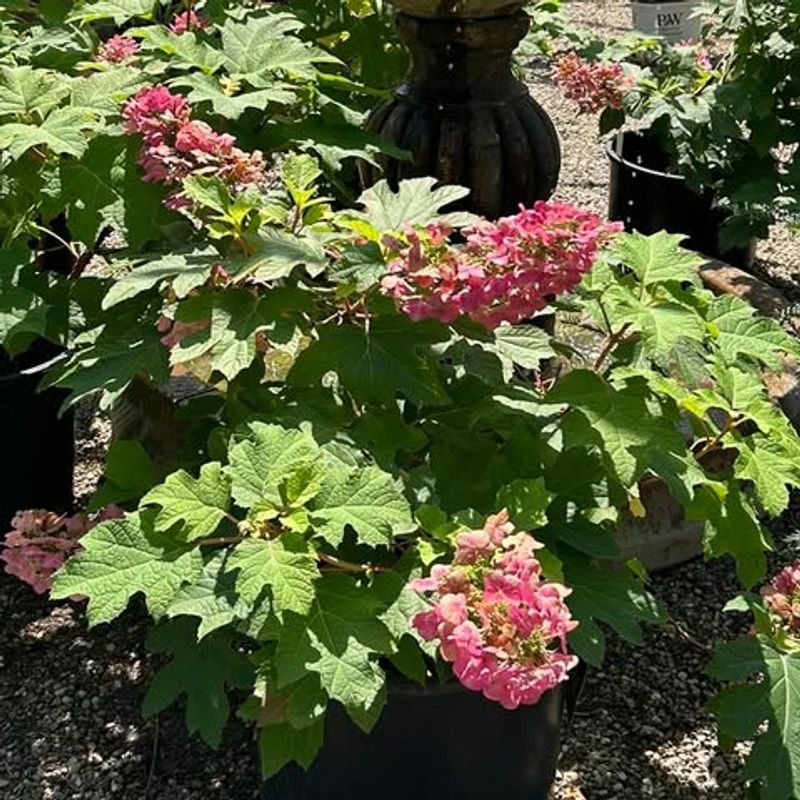 Perfectly Sized for Small Wisconsin Gardens