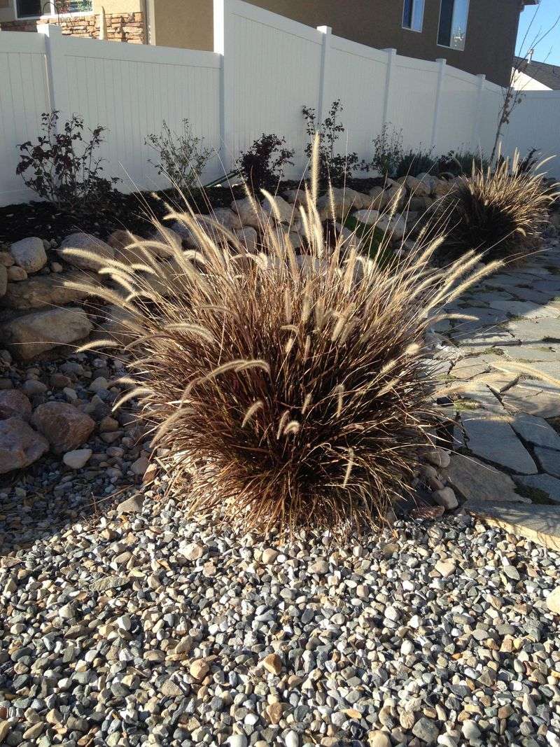 Cut Back Ornamental Grasses