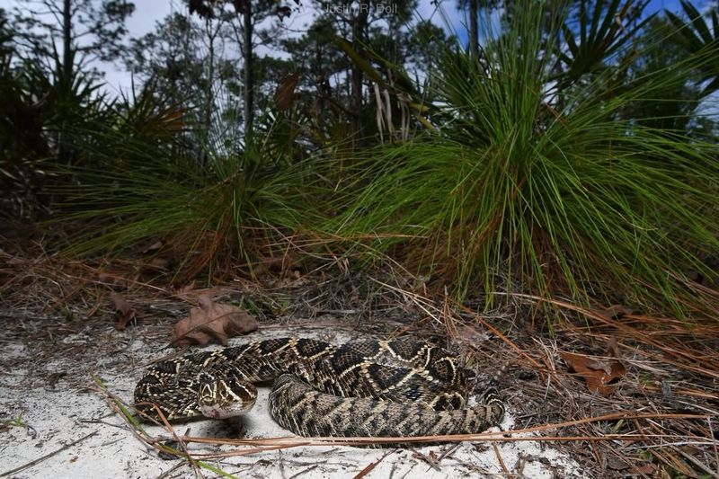 Eastern Diamondback Rattlesnake