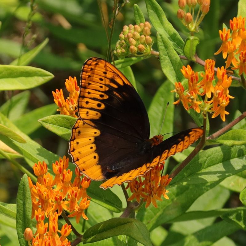 Butterflies And Moths (Certain Species)