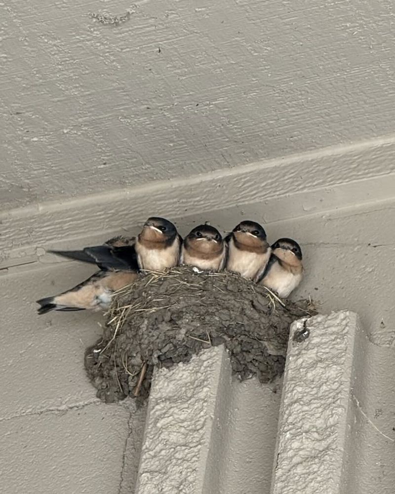Barn Swallows
