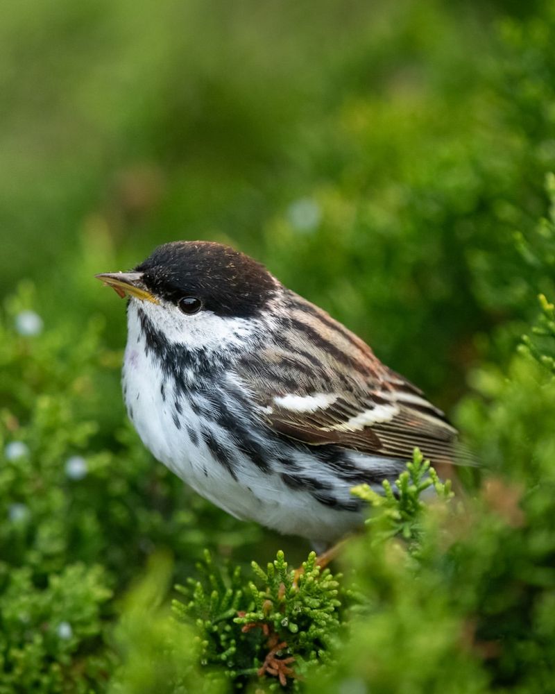 Migratory Songbirds