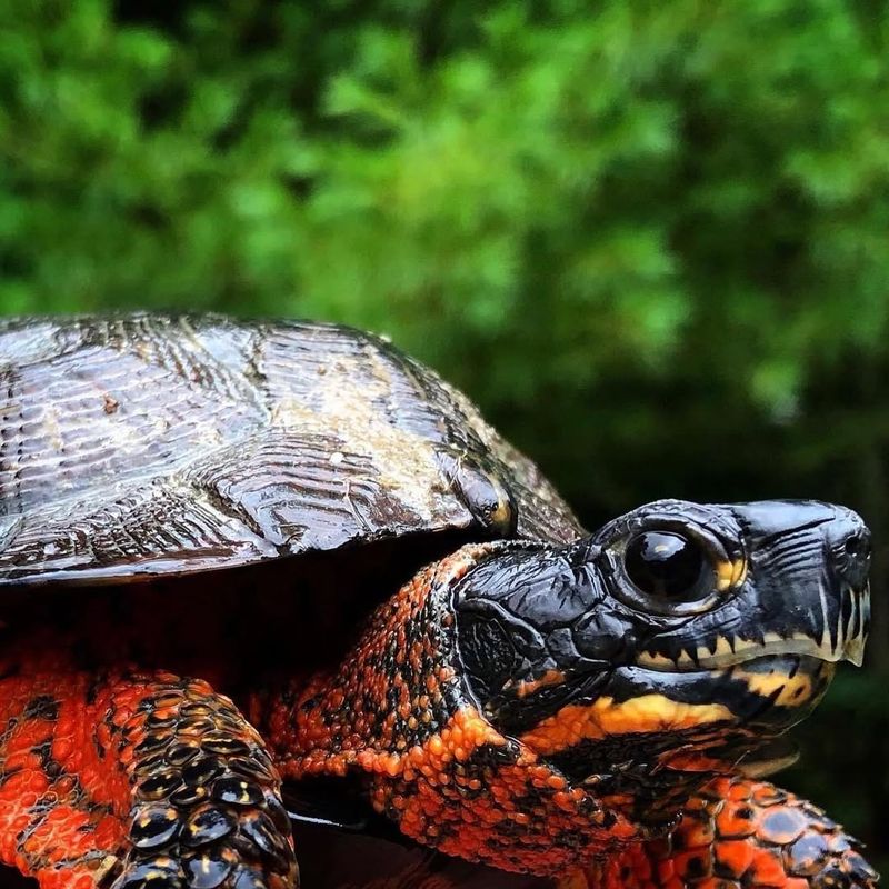 Wood Turtle