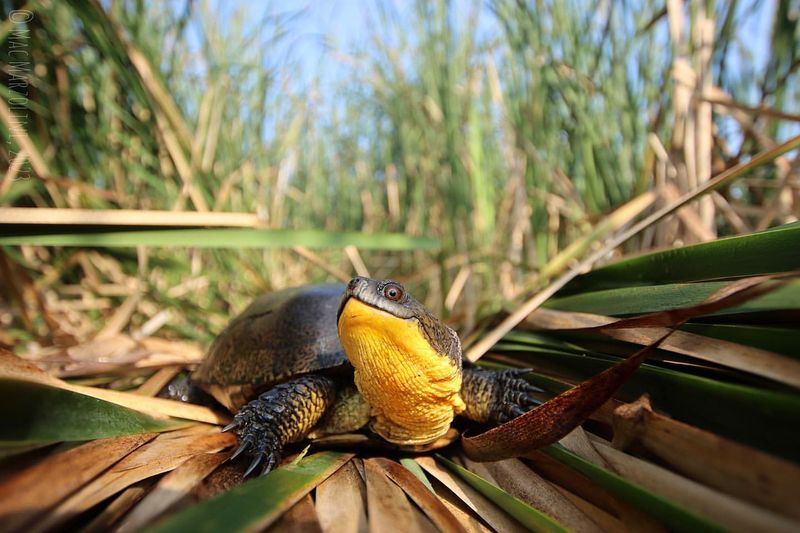 Blanding's Turtle