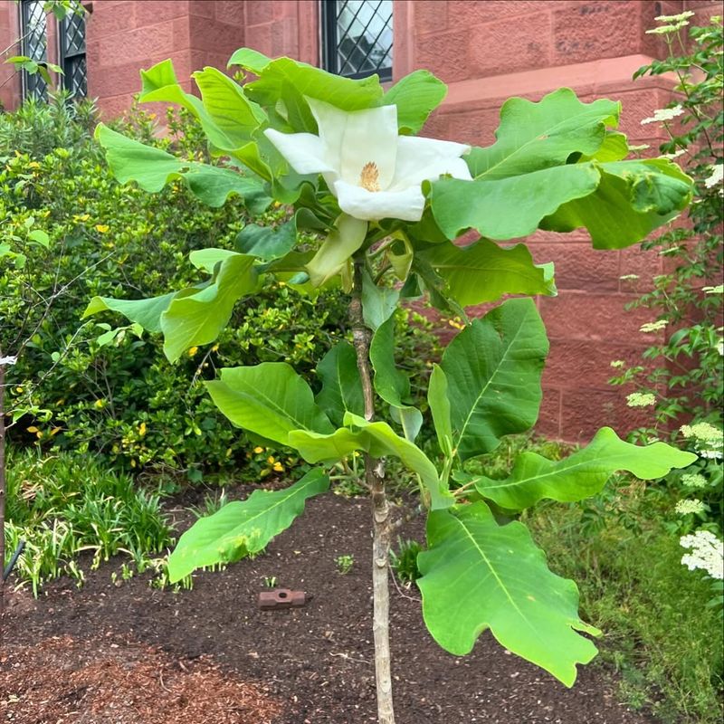 Virginia Big-Leaf Magnolia