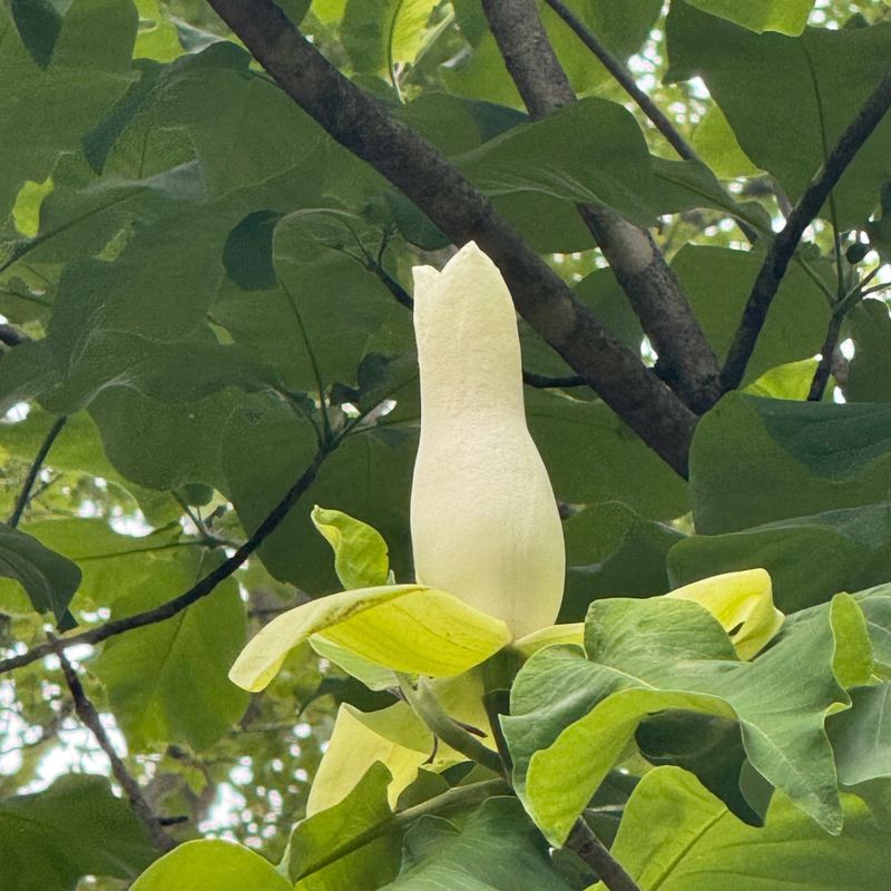 Cucumber Magnolia