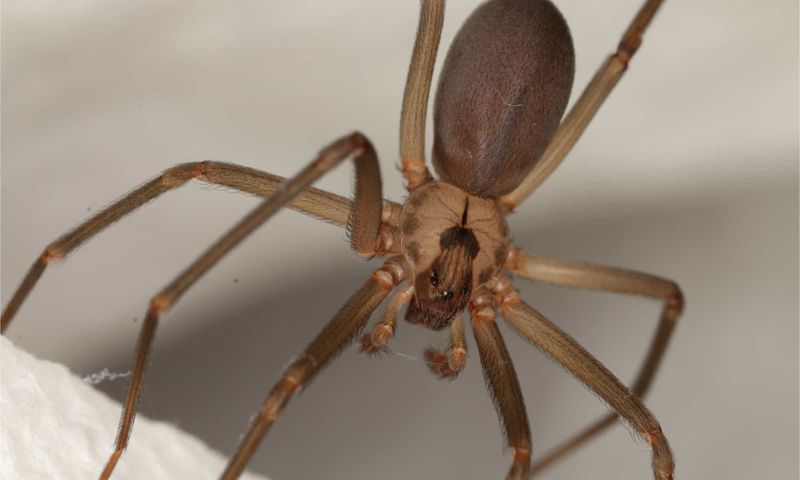 Brown Recluse Spiders