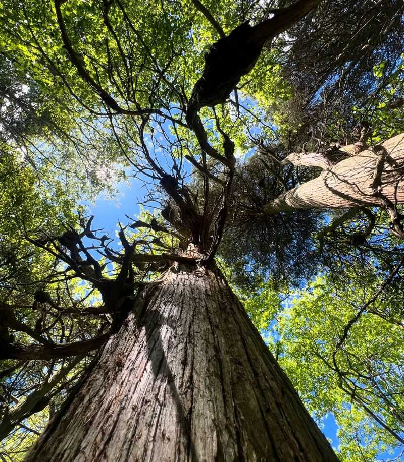 Atlantic White Cedar