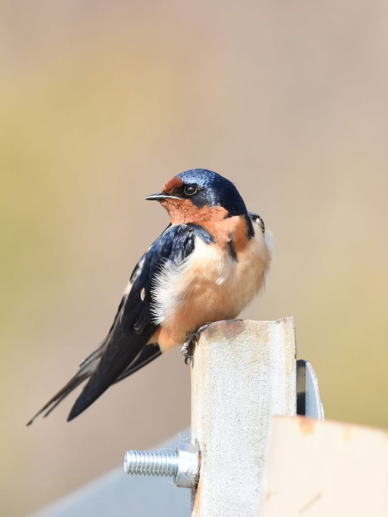 Barn Swallow