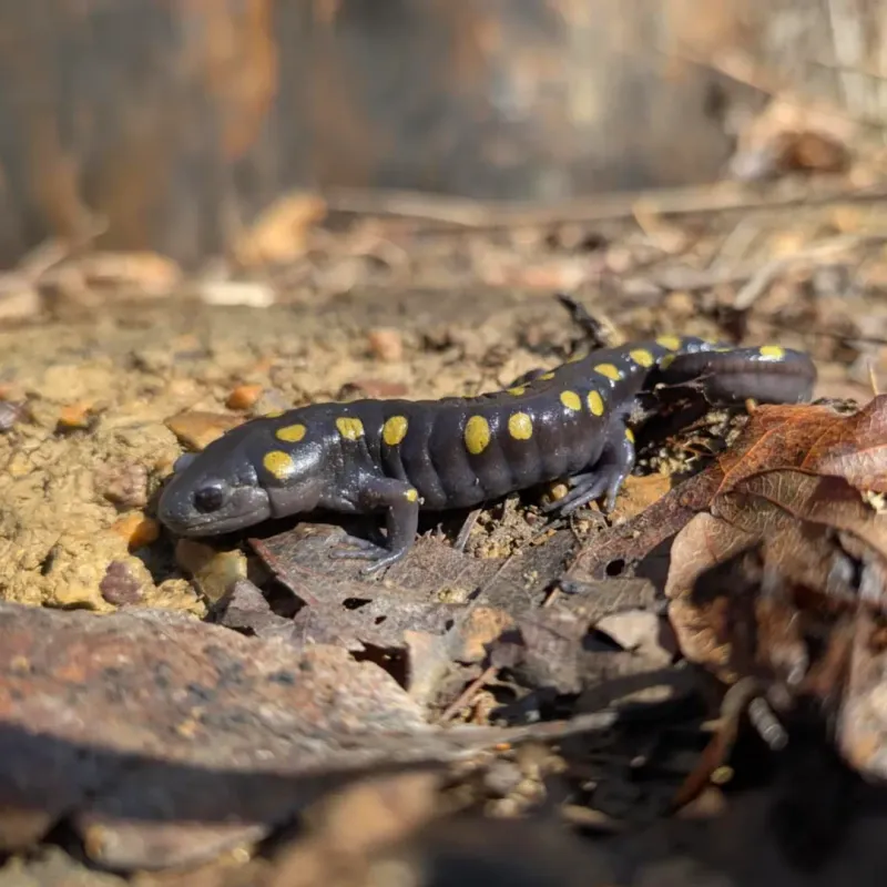 Spotted Salamander