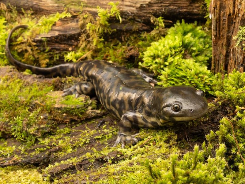 Western Tiger Salamanders