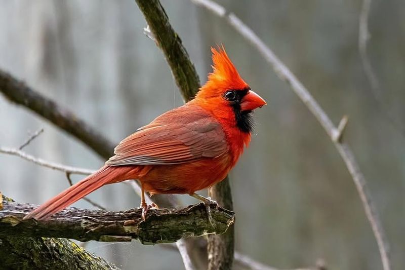 Northern Cardinal