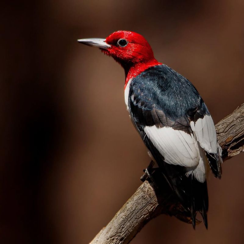 Red-headed Woodpecker