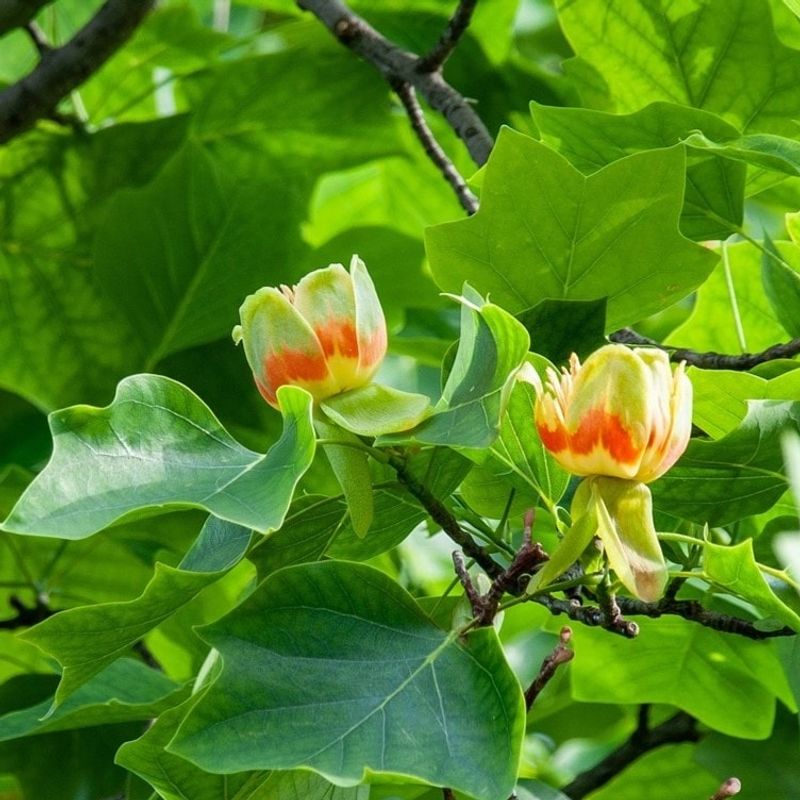 Tulip Poplar