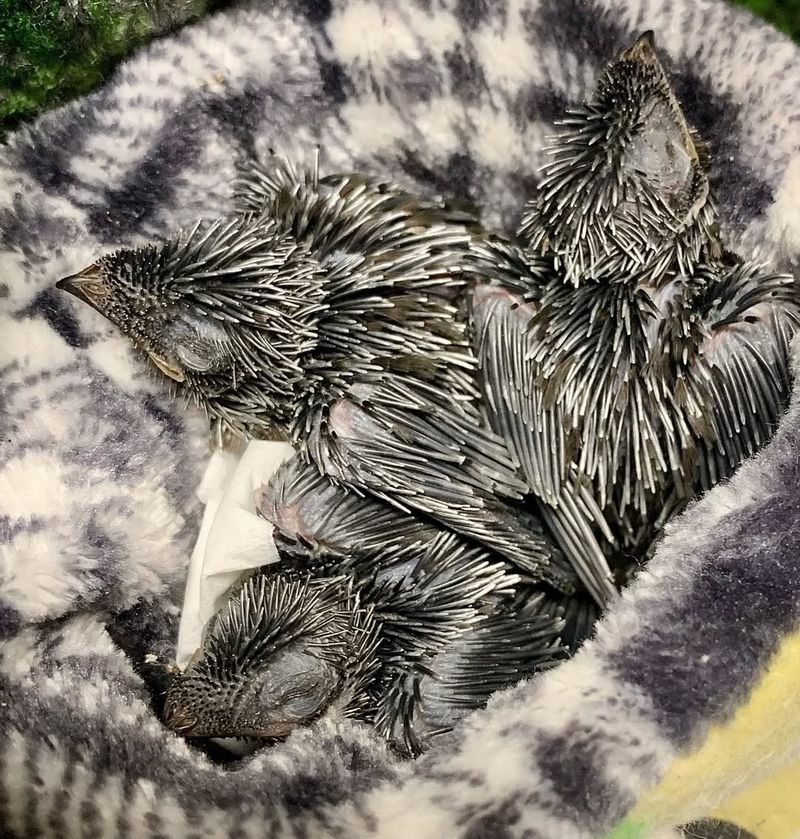 Chimney Swift Nesting Sites