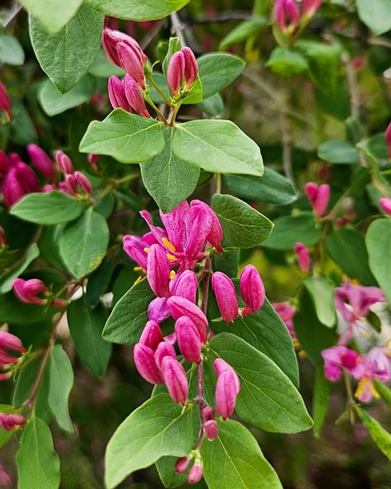 Tartarian Honeysuckle