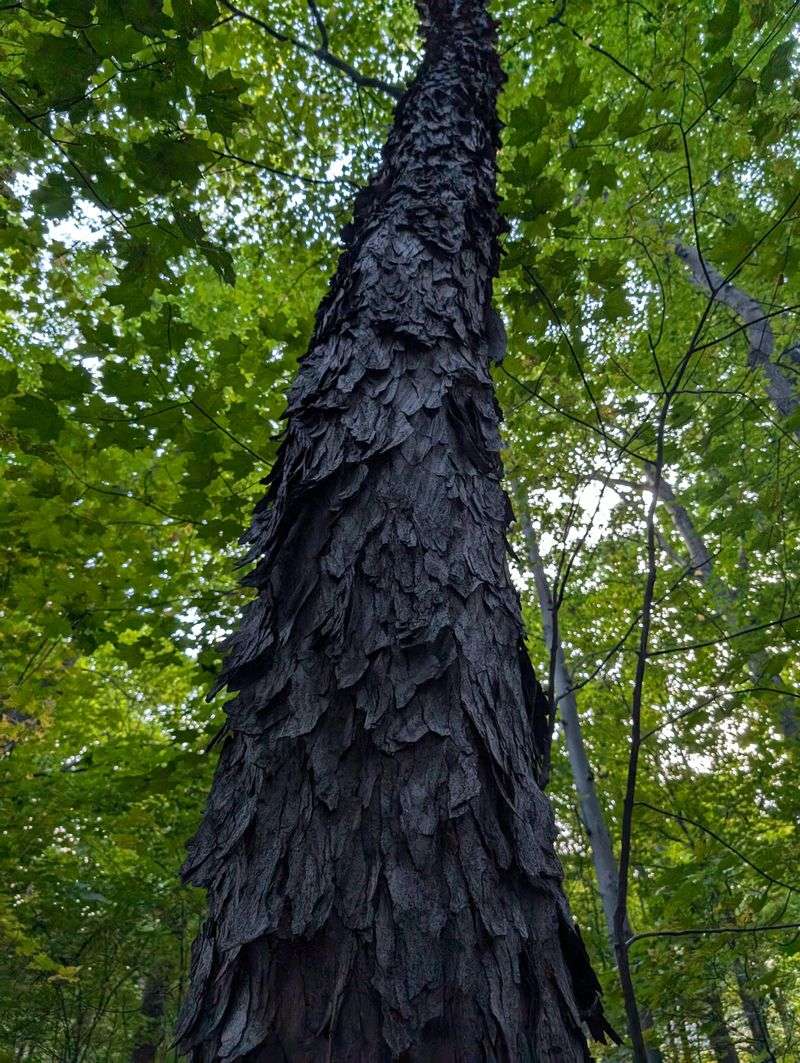 Predicts Weather Changes Through Bark Thickness