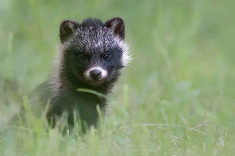 Raccoon Dogs