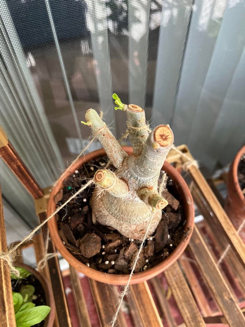 Rooting Hormone Alternative