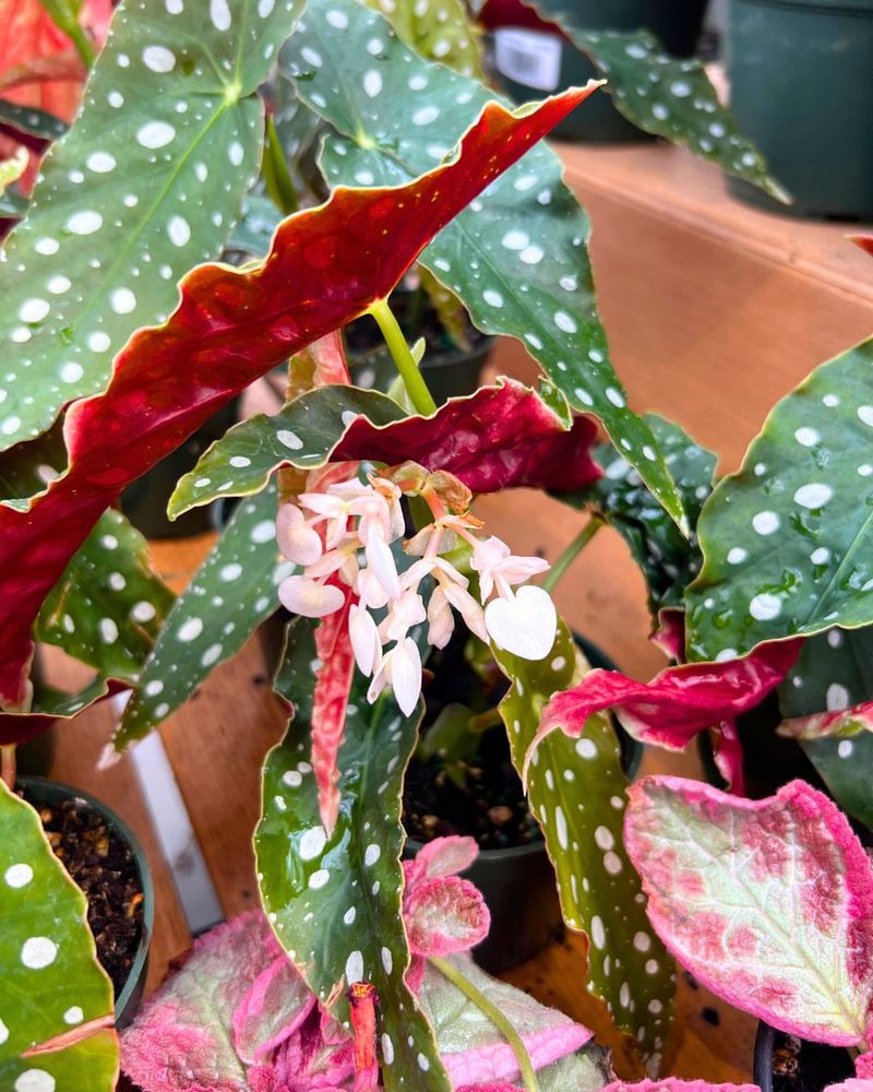 Begonia Maculata 'Polka Dot'
