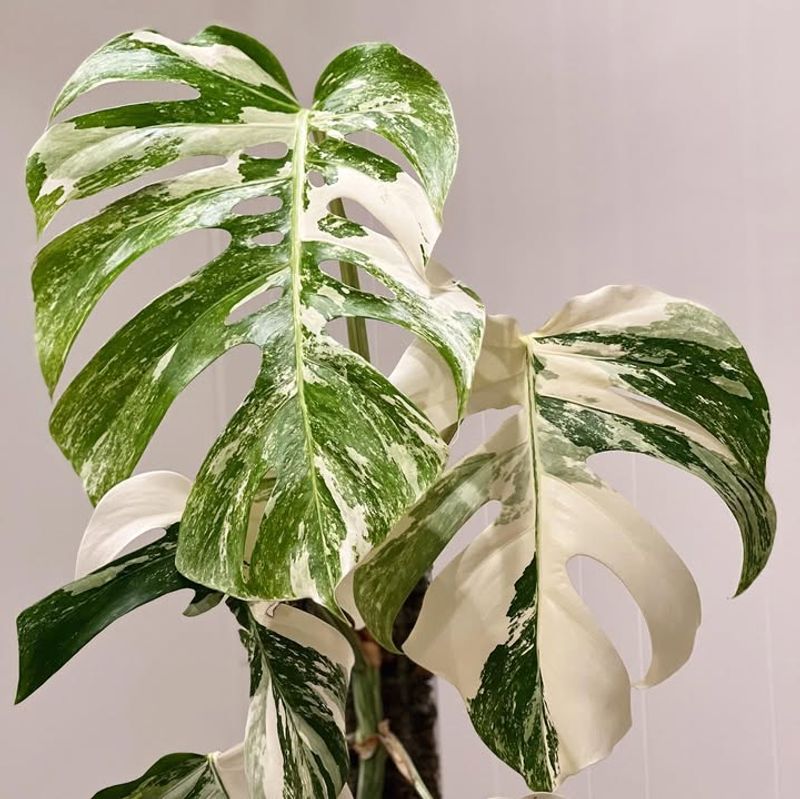 Monstera Albo Borsigiana