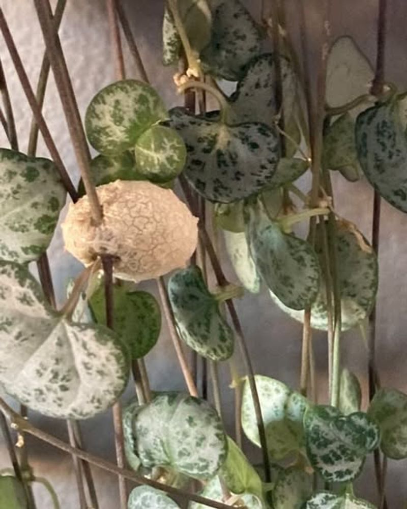 String of Hearts with Tubers