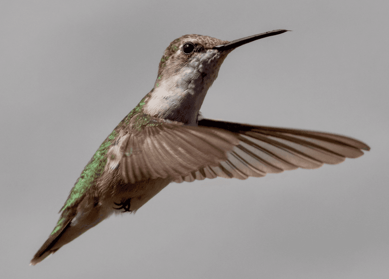 Migration Season Officially Ends in Your Region