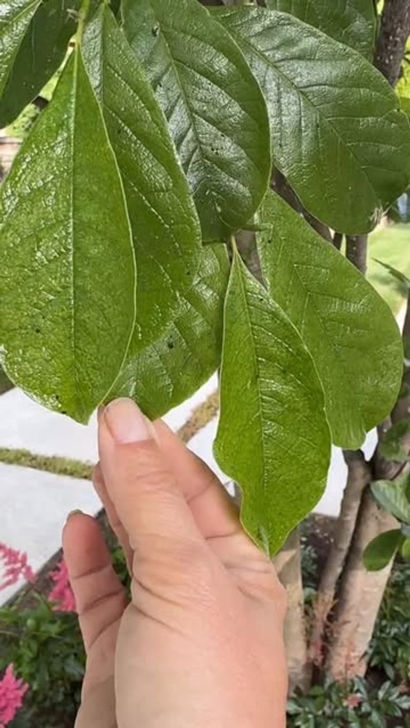 Scale Insects Create Sticky Messes Too