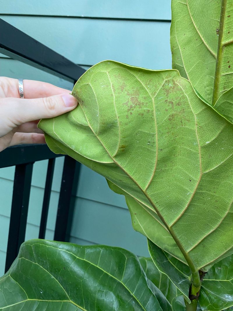 Spider Mites Thrive In Warmth