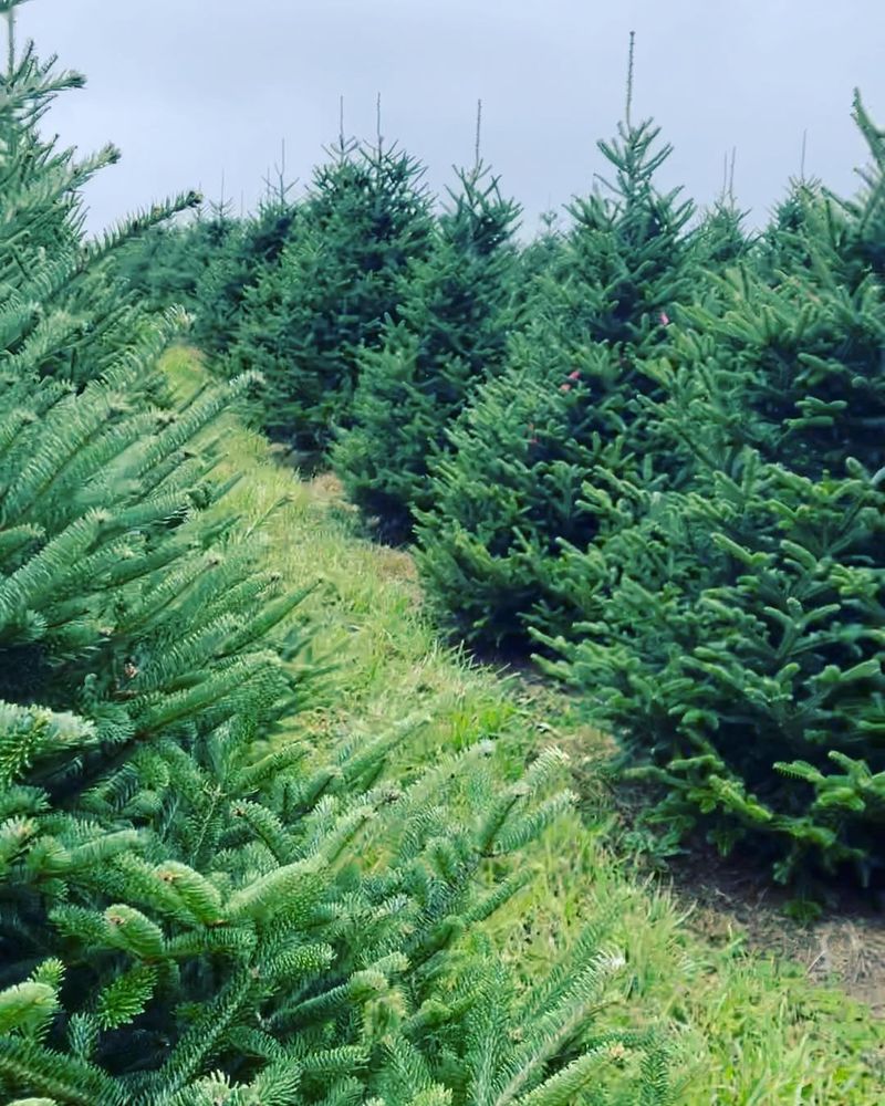 Maryland's Climate Creates Perfect Aphid Habitat