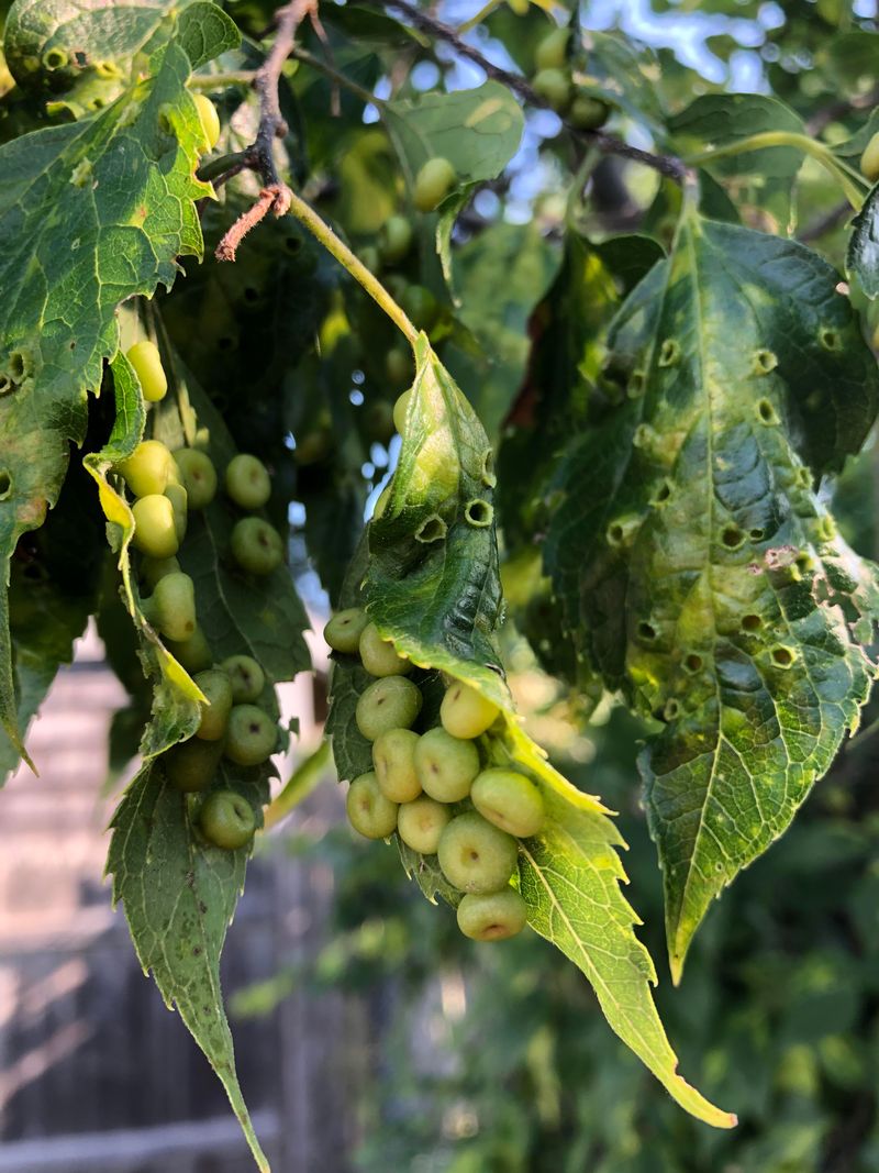 Psyllid Insects Build Compact Shelters