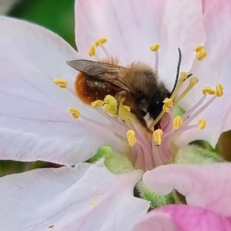 Pollinator Timing Is Getting Out Of Sync