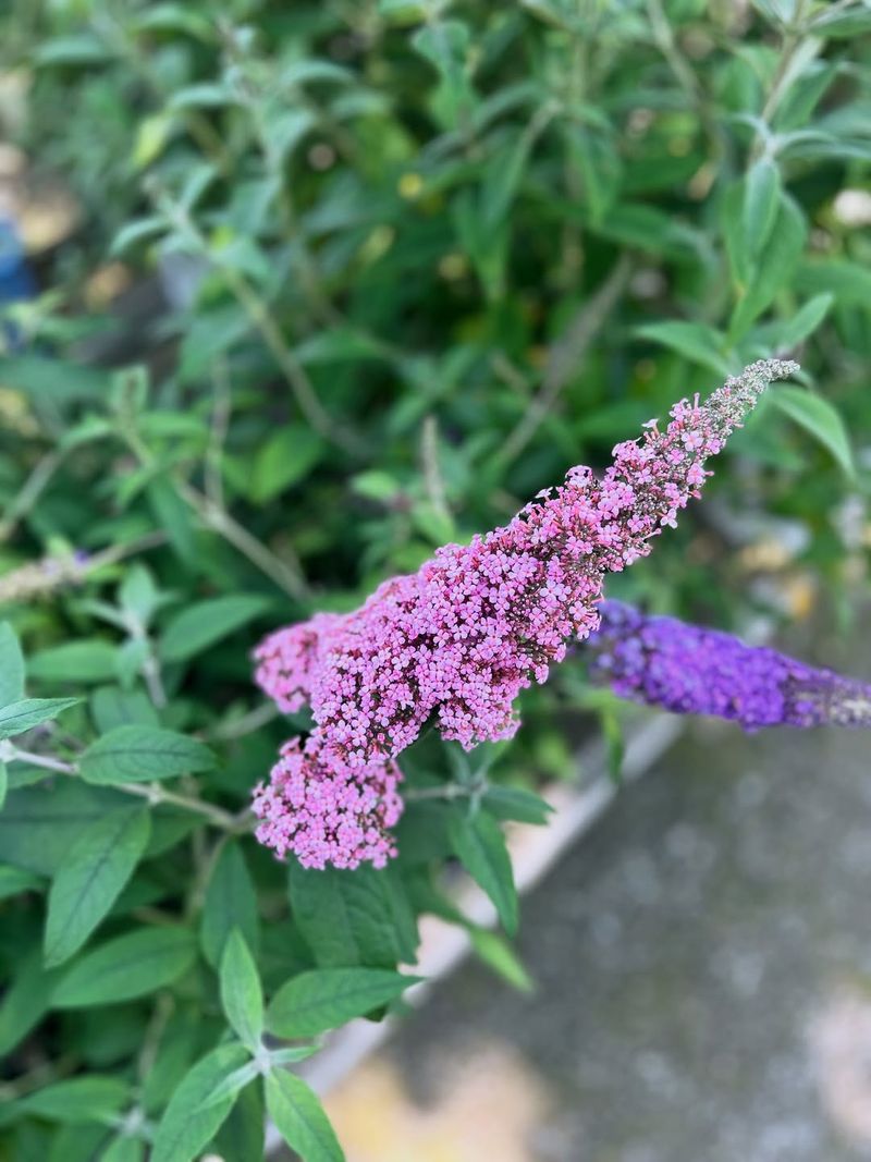 Butterfly Bush