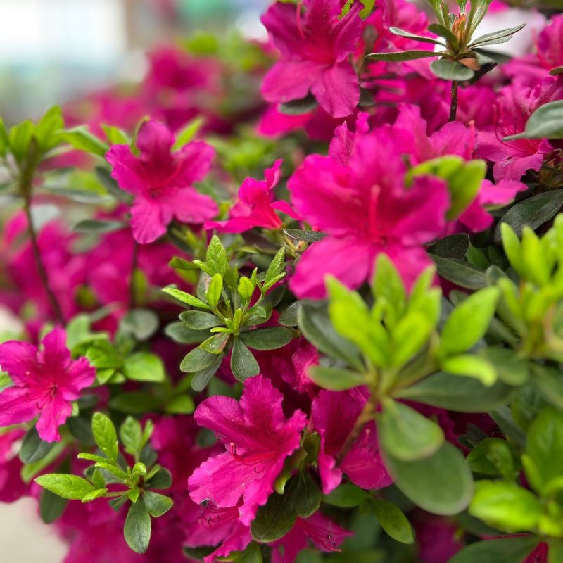 Stop Fertilizing By Late Summer