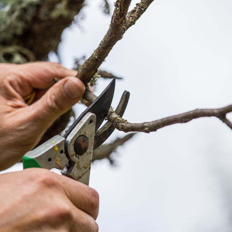Prune Away Dry Or Damaged Branches
