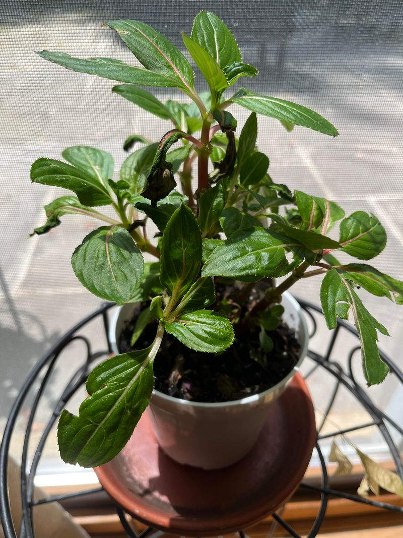 Feed With Balanced Fertilizer Monthly